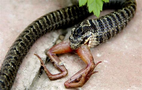 蛇吃青蛙 差幾歲
